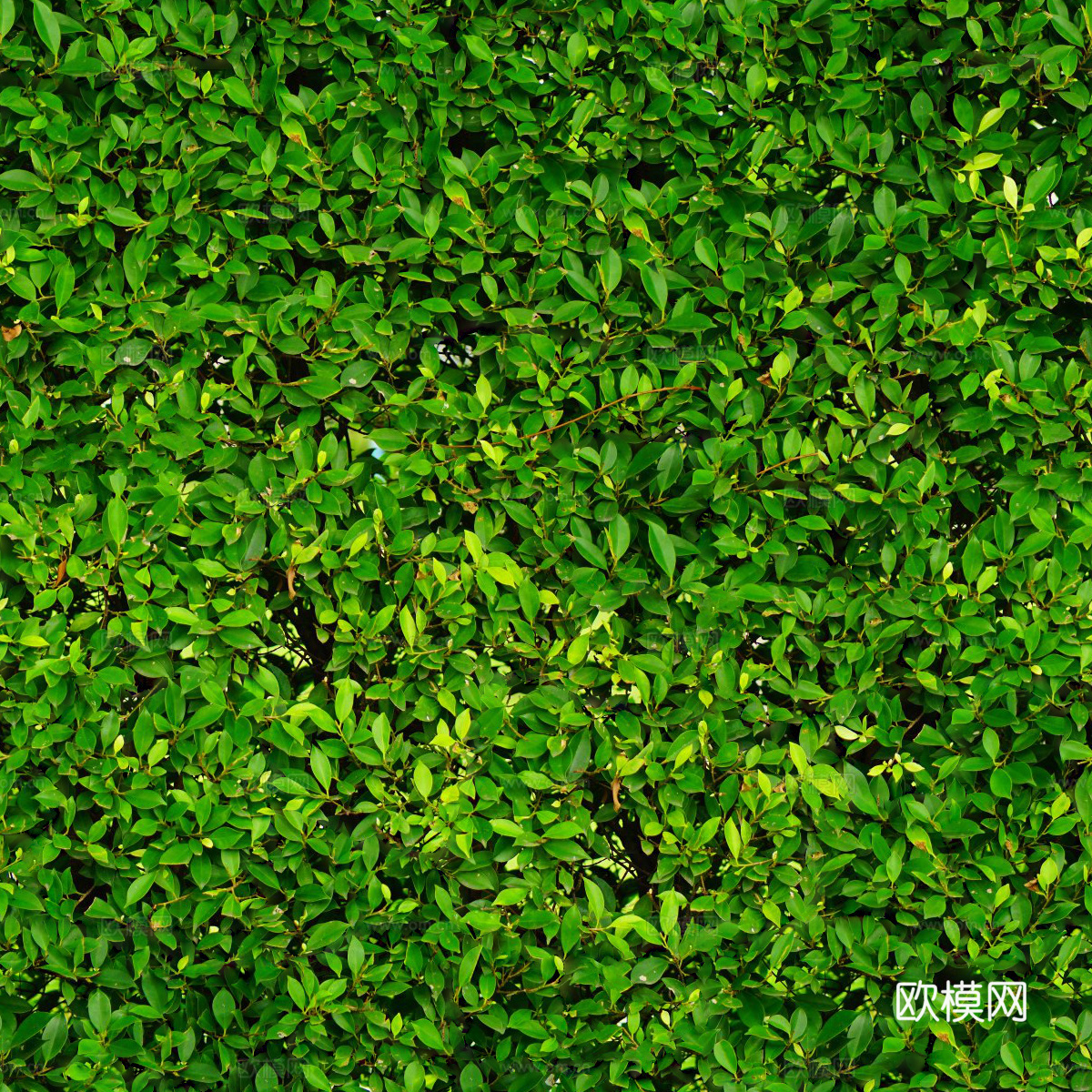 无缝灌木从98下载