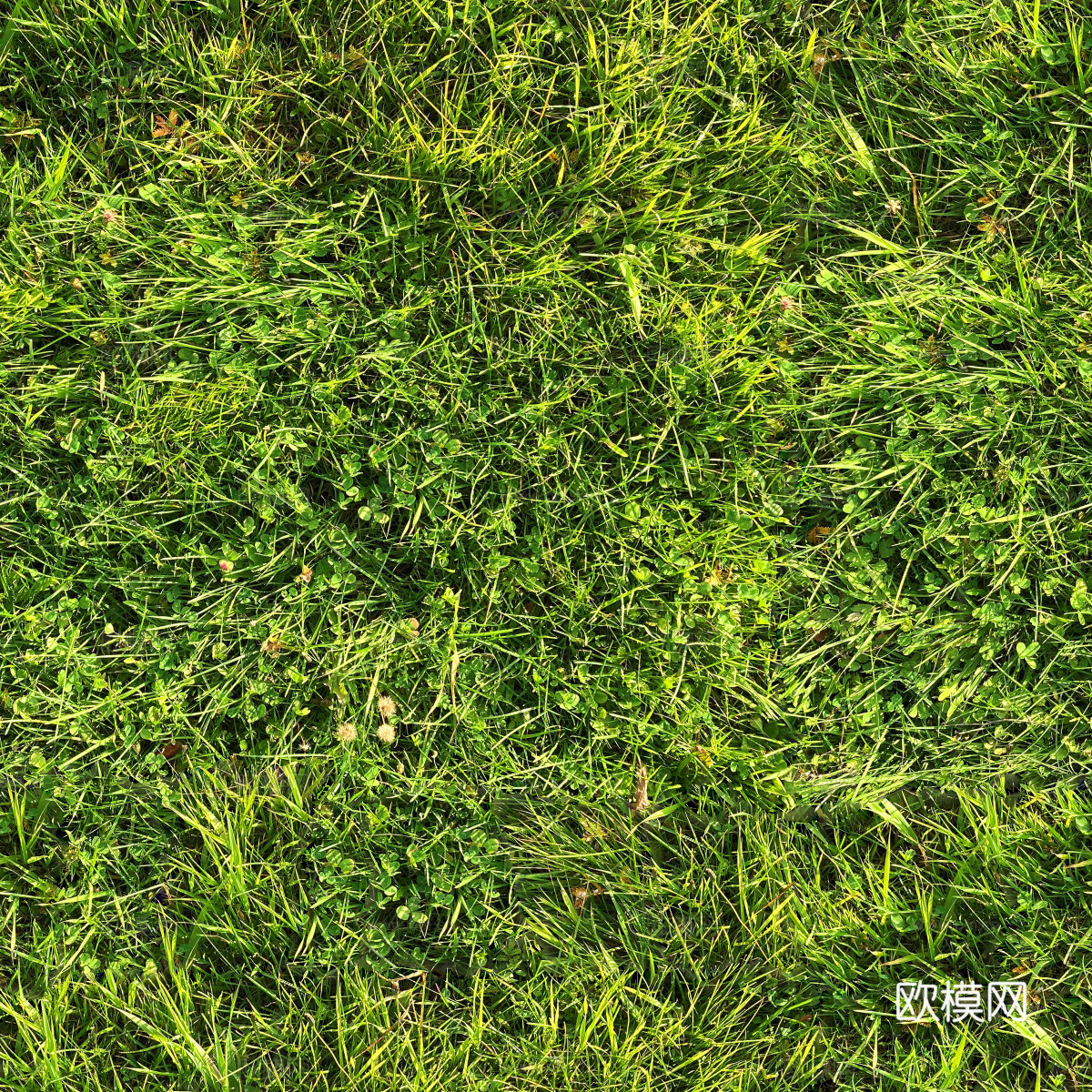 草地草皮草坡43下载
