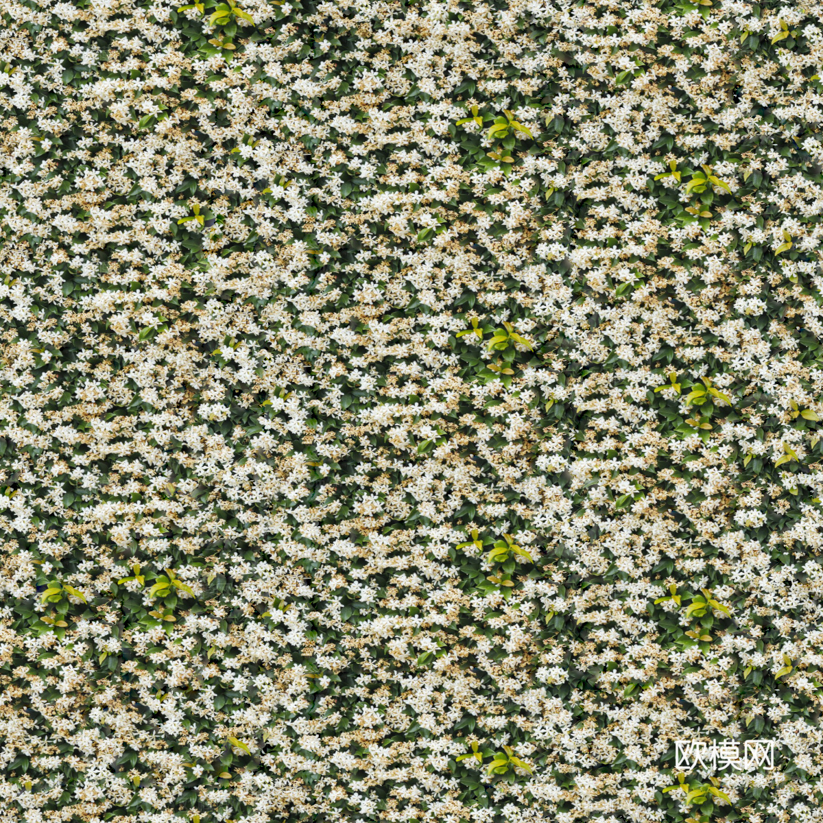 灌木花丛，灌木丛201