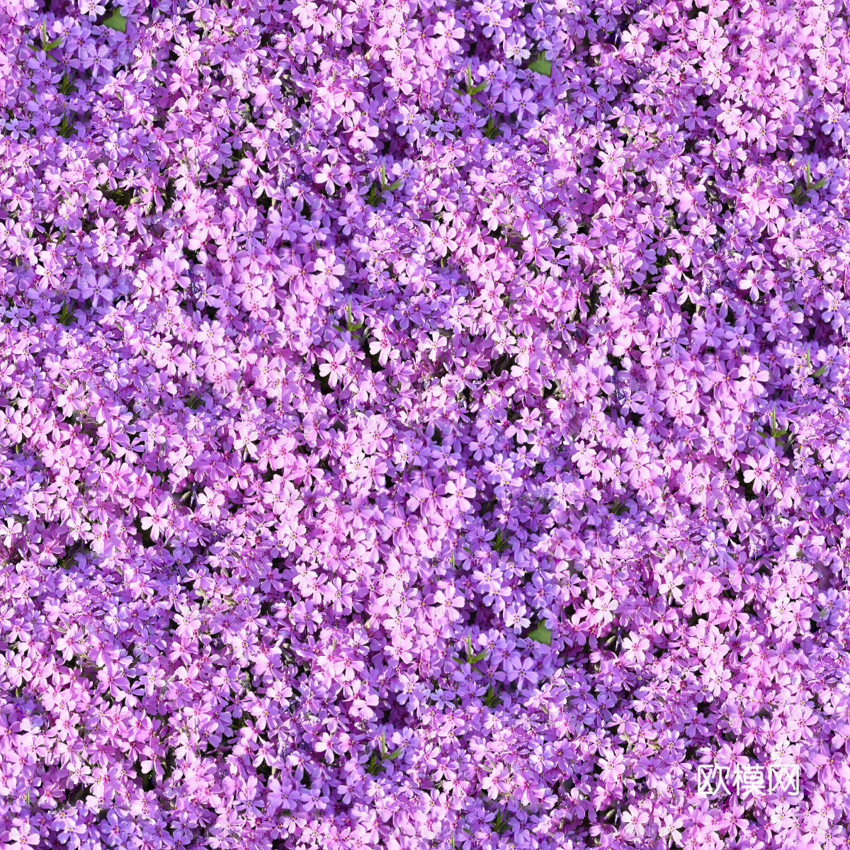 灌木花丛，灌木丛213