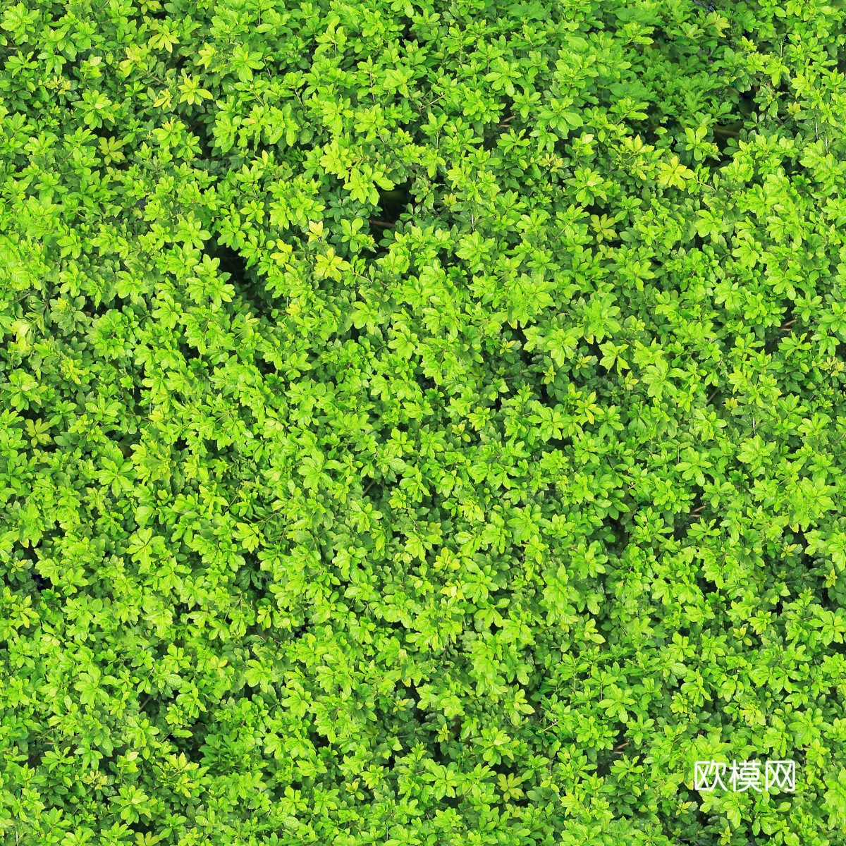 无缝灌木从16下载