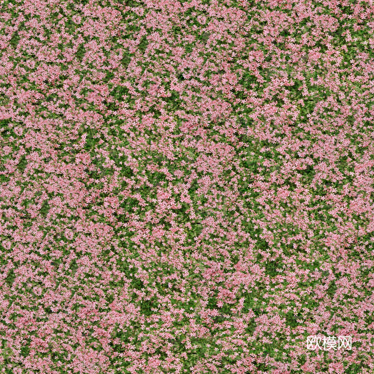 灌木花丛，灌木丛228