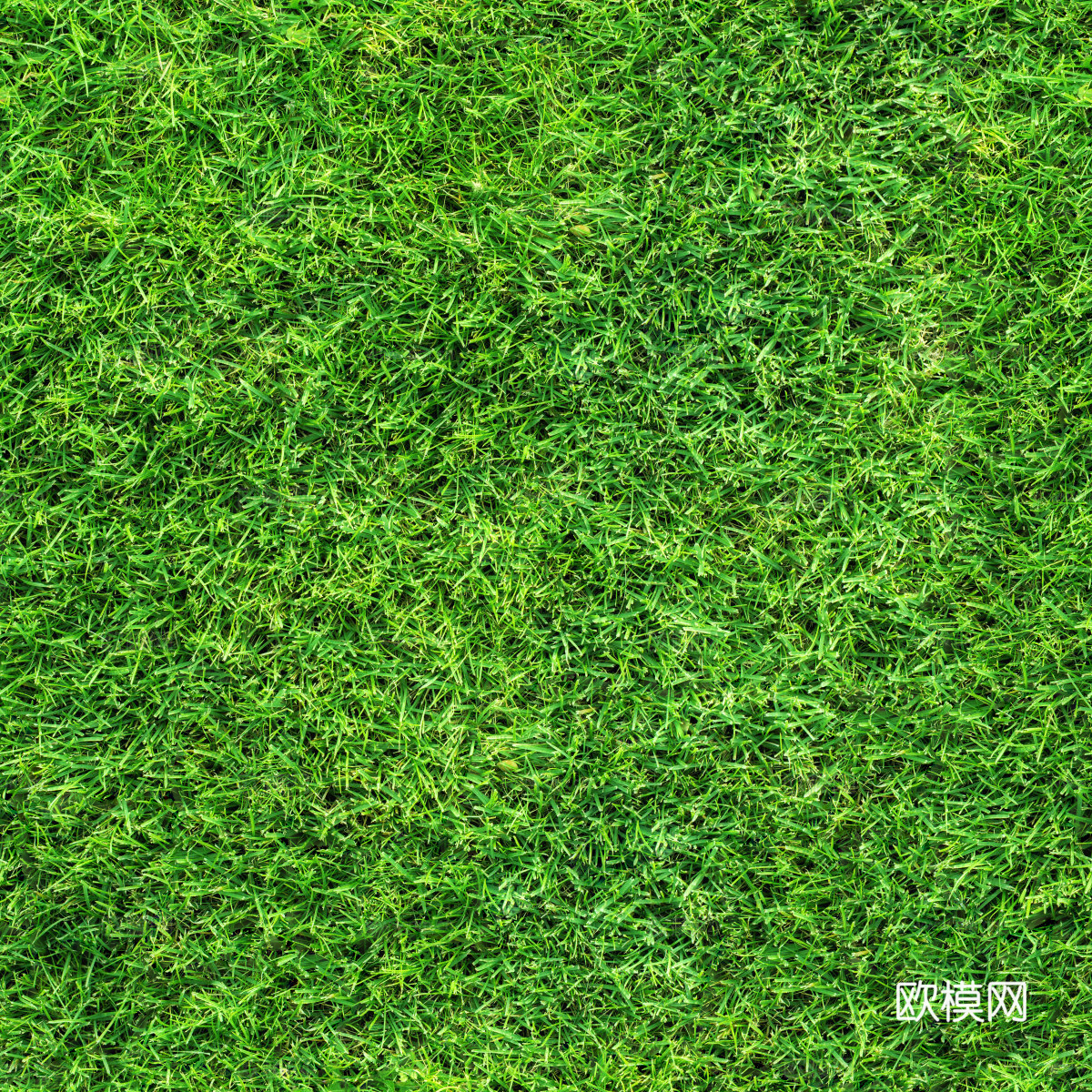 草地草皮草坡54