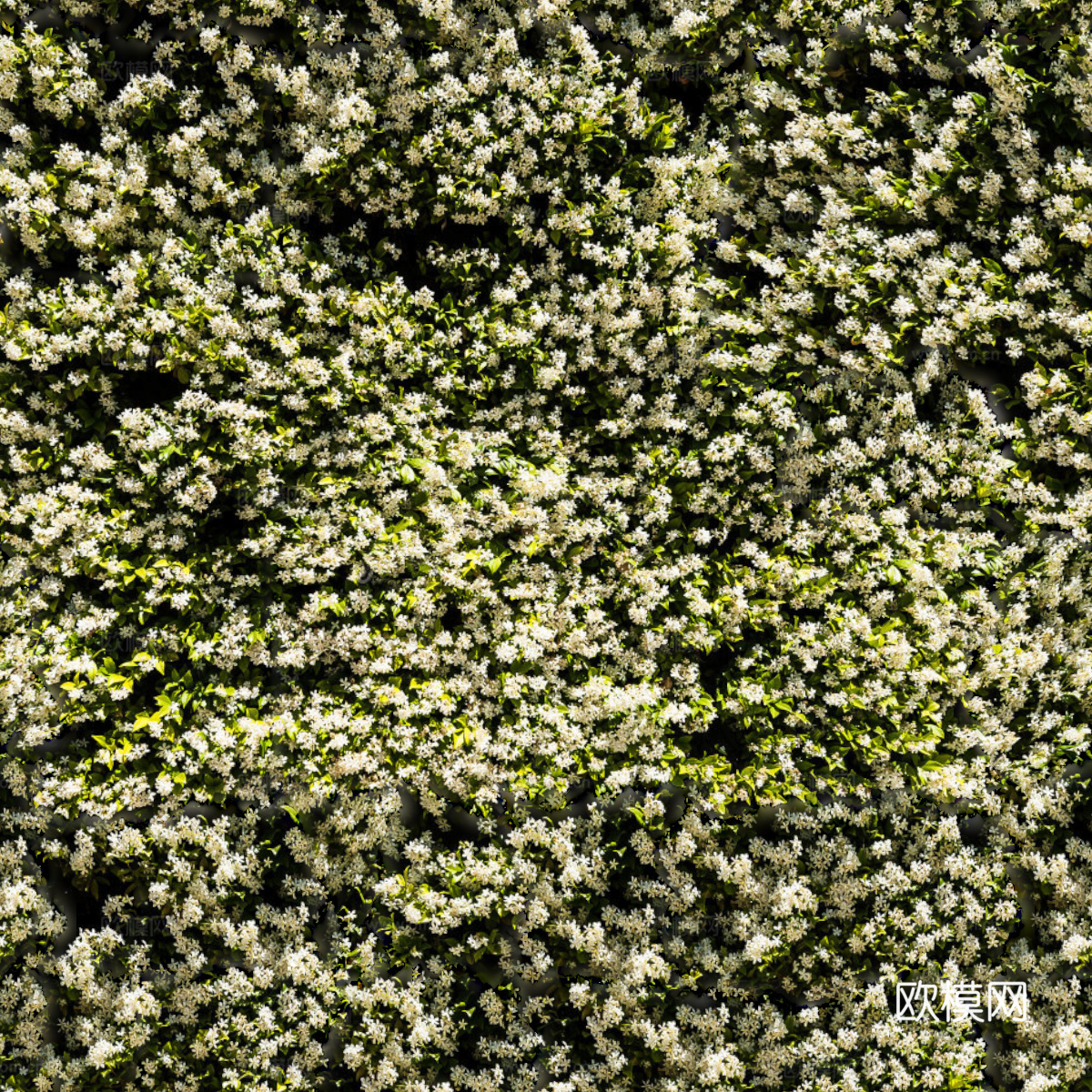 灌木花丛，灌木丛146下载