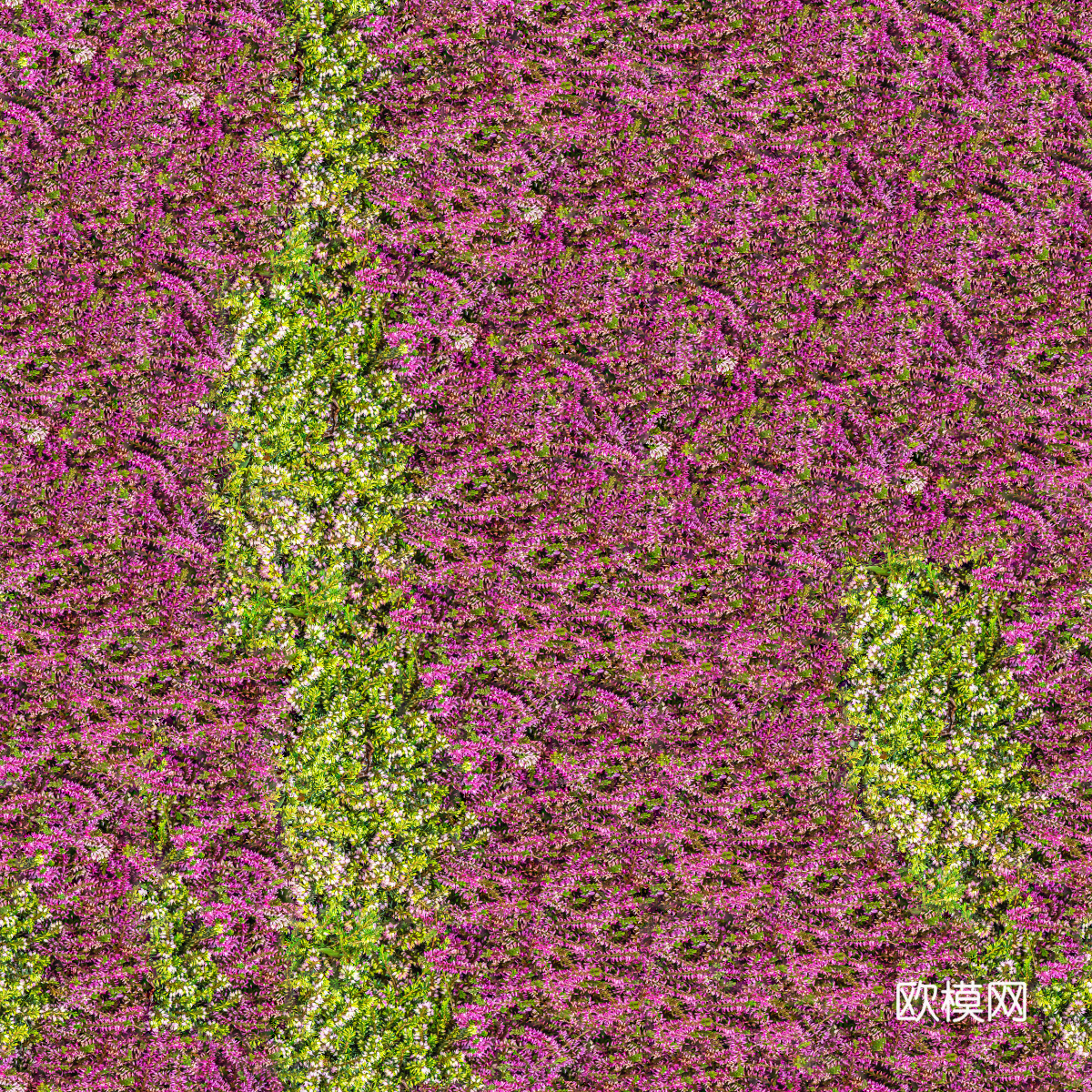 灌木花丛，灌木丛205