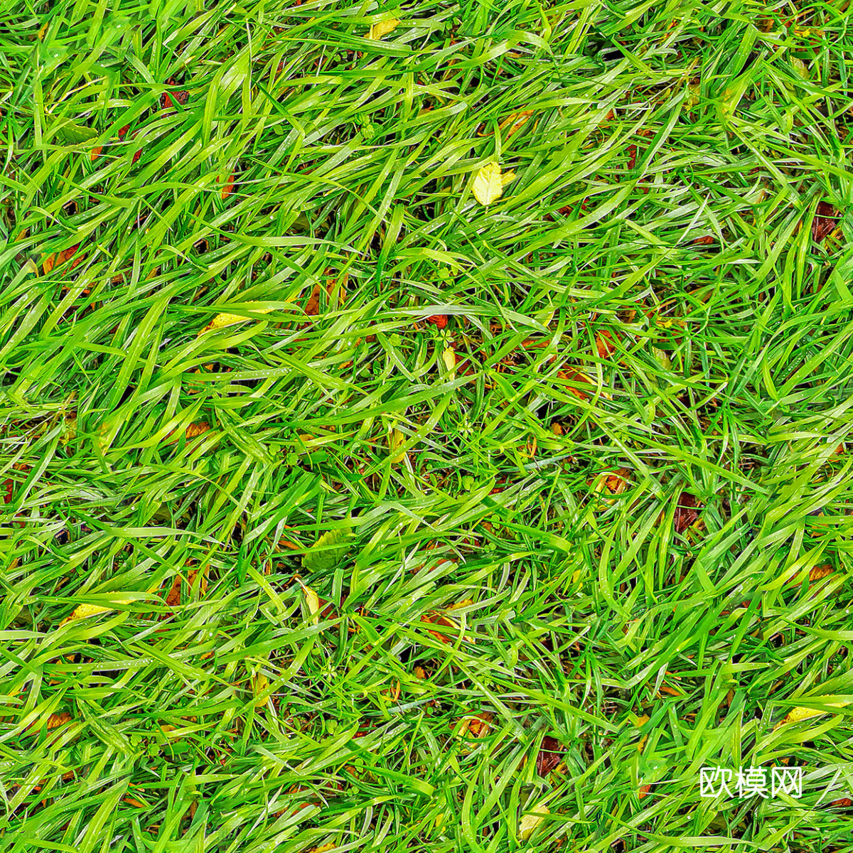 草地草皮草坡33