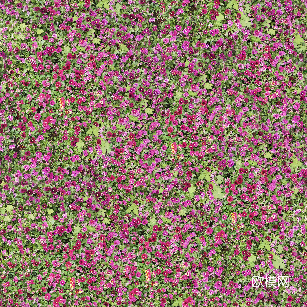 灌木花丛，灌木丛211下载