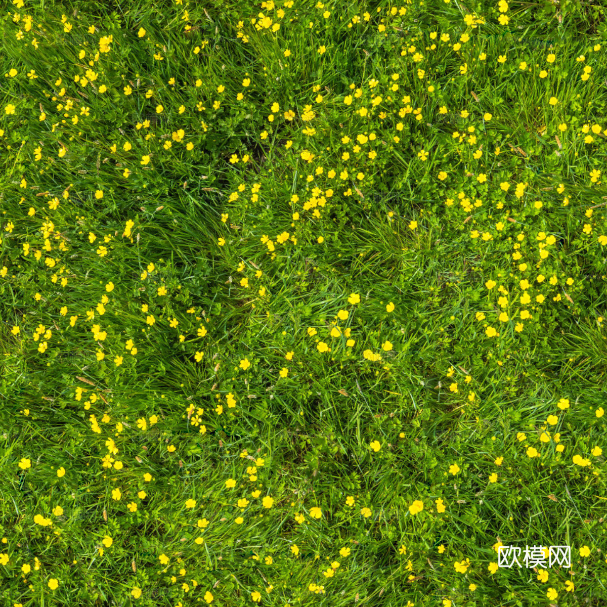 灌木花丛，灌木丛141下载