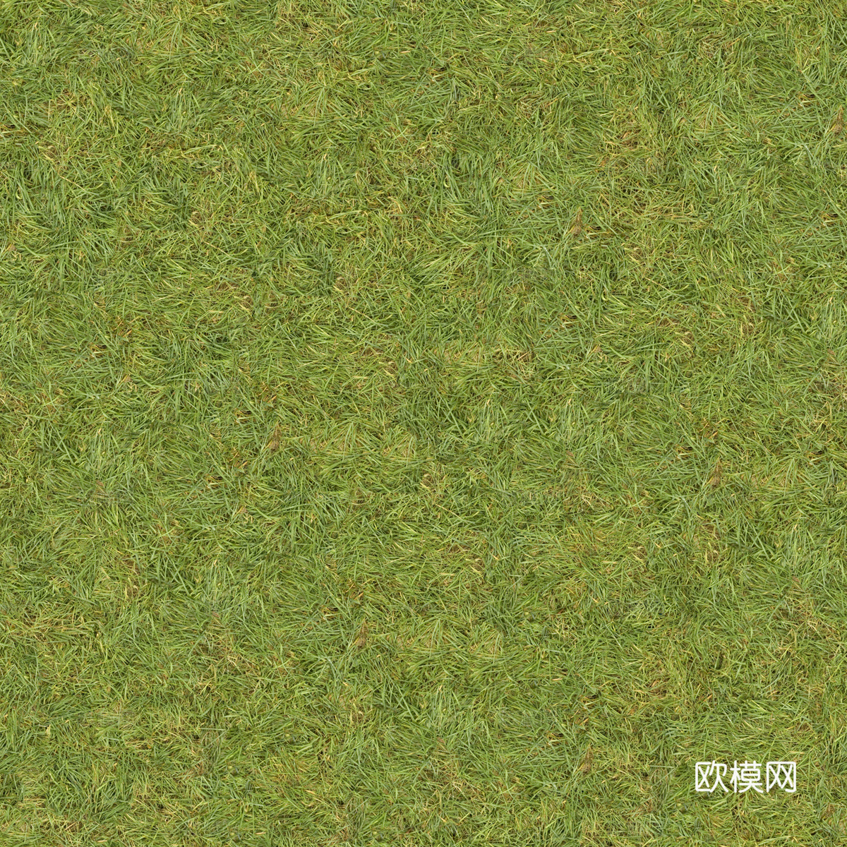 草地草皮草坡85