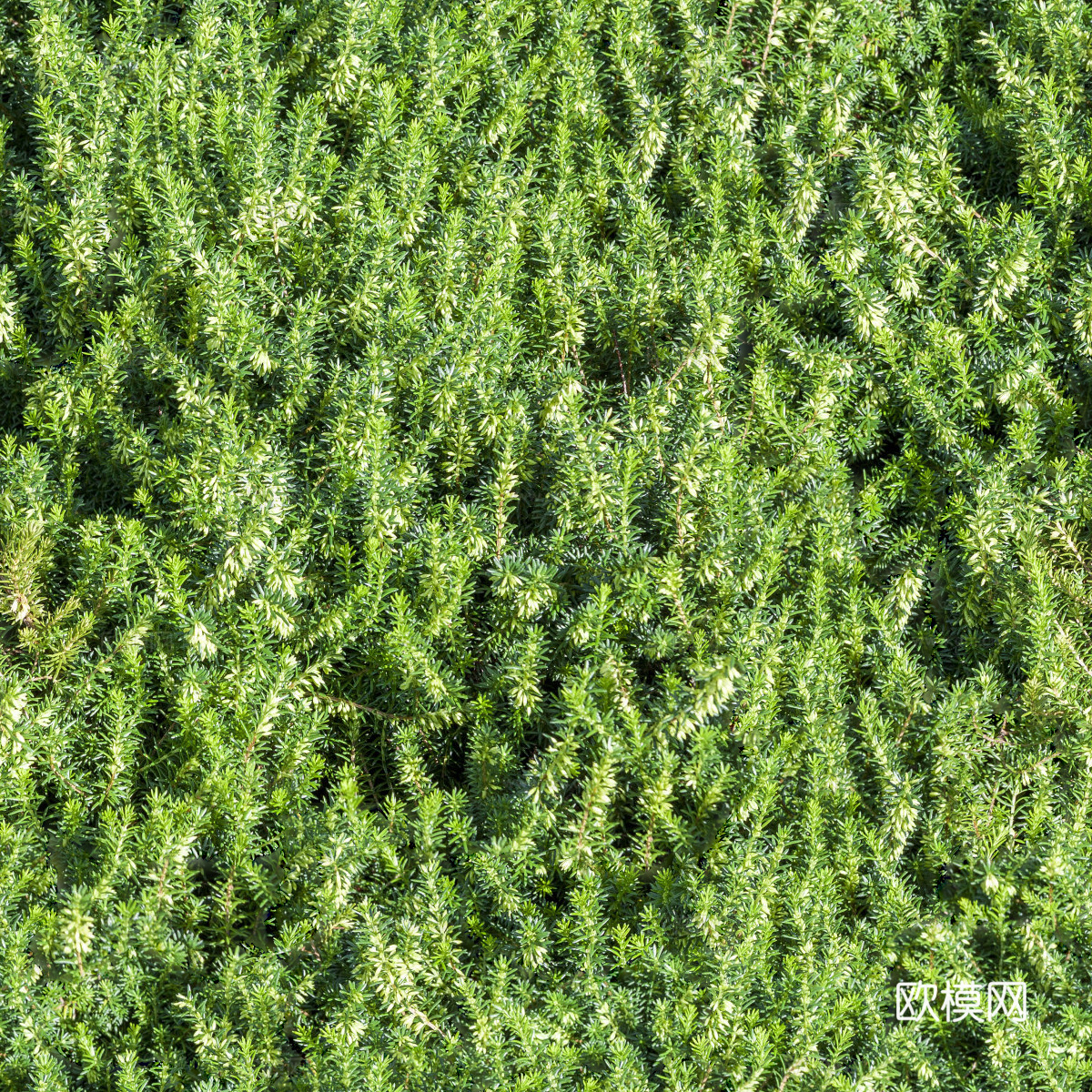 无缝灌木从37