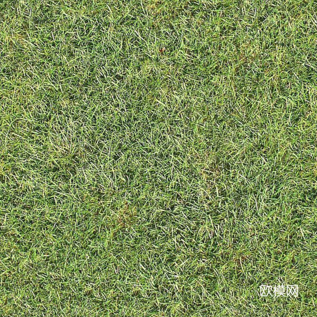 草地草皮草坡11