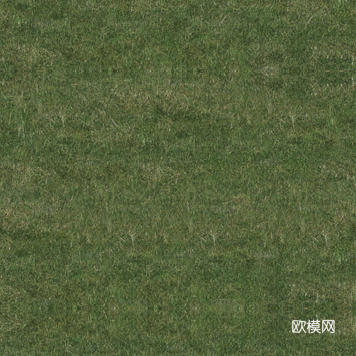 草地草皮草坡111