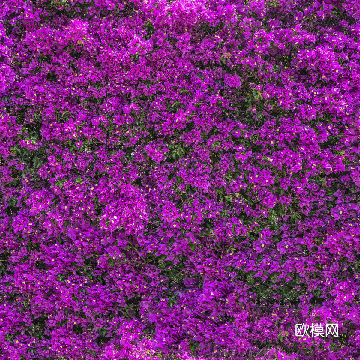 灌木花丛，灌木丛165