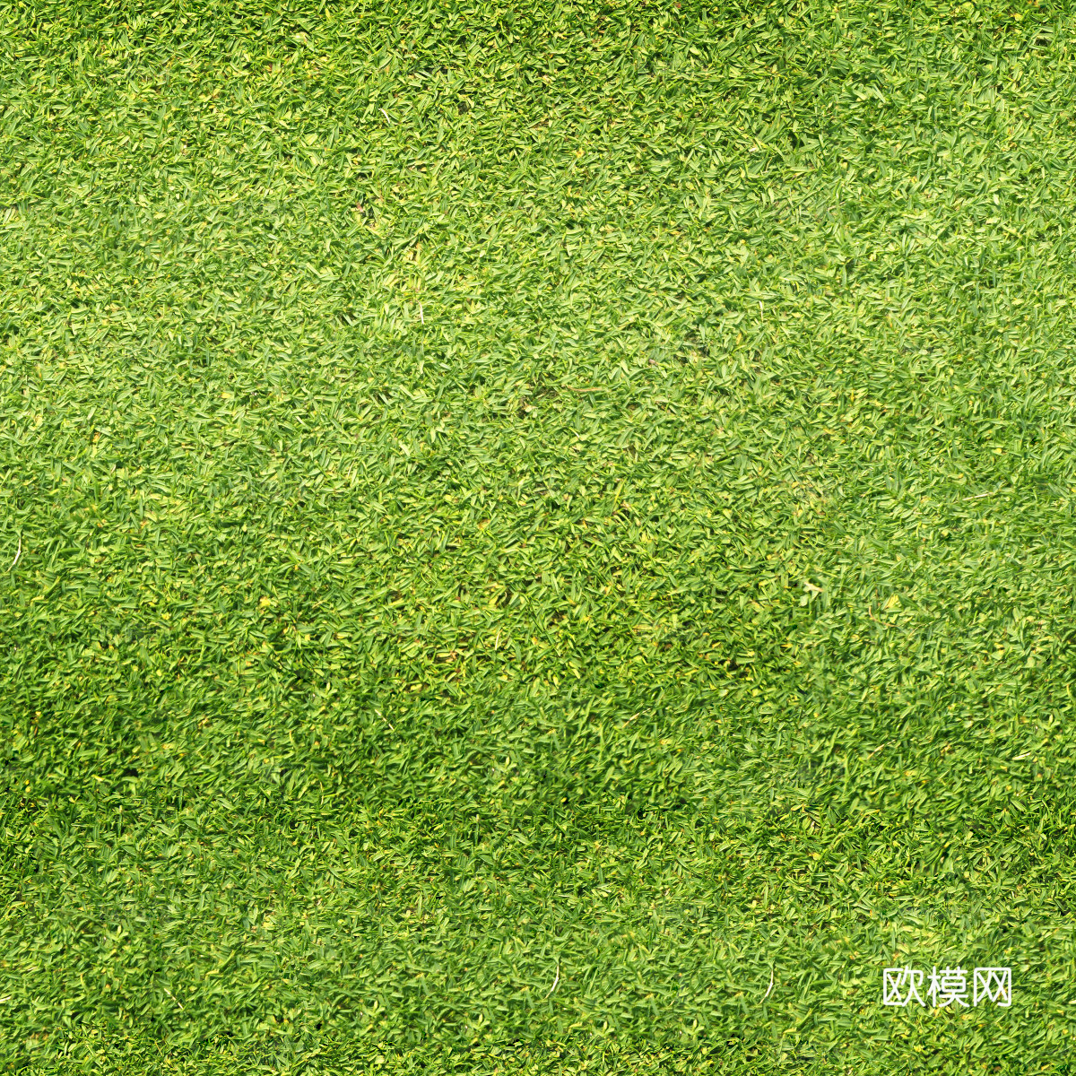 草地草皮草坡133