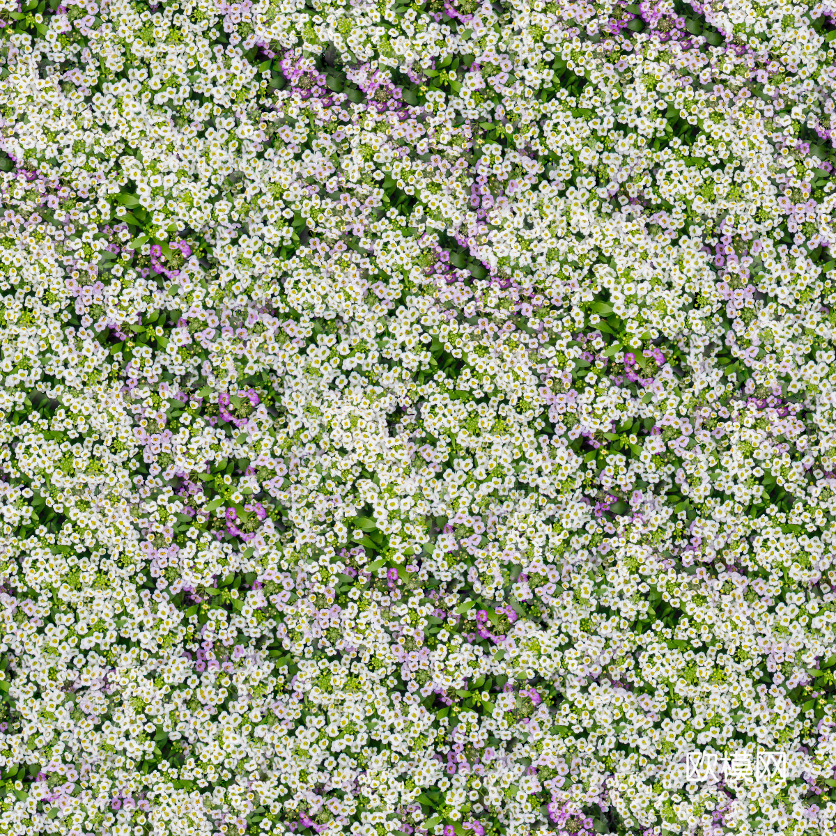 灌木花丛，灌木丛217下载