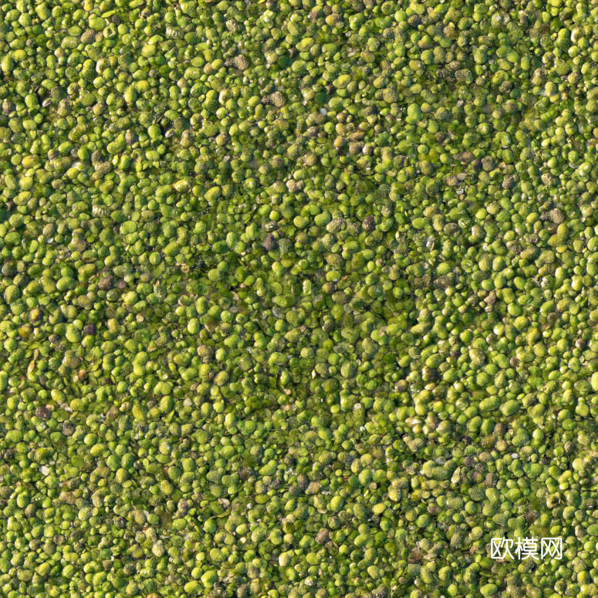 地衣地被苔藓植物9