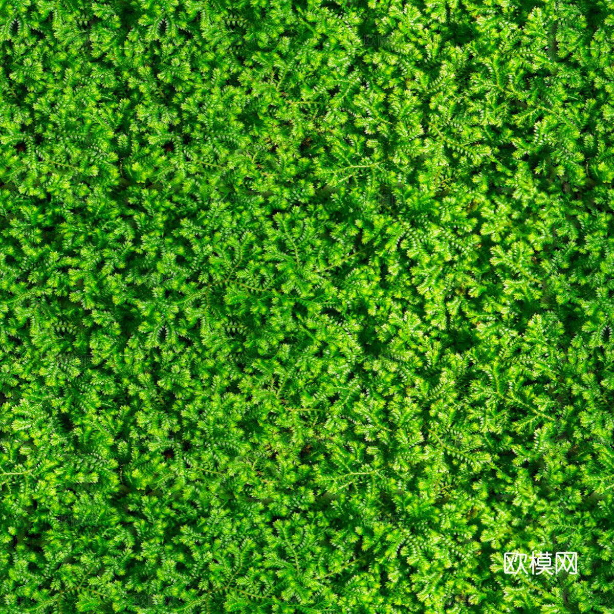 地衣地被苔藓植物18