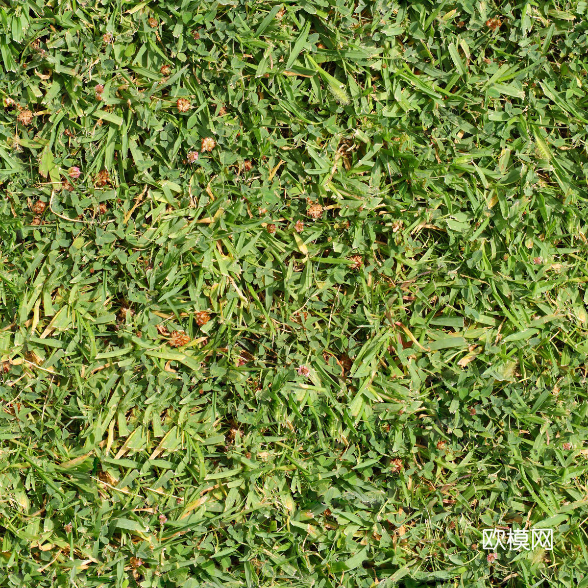 草地草皮草坡50