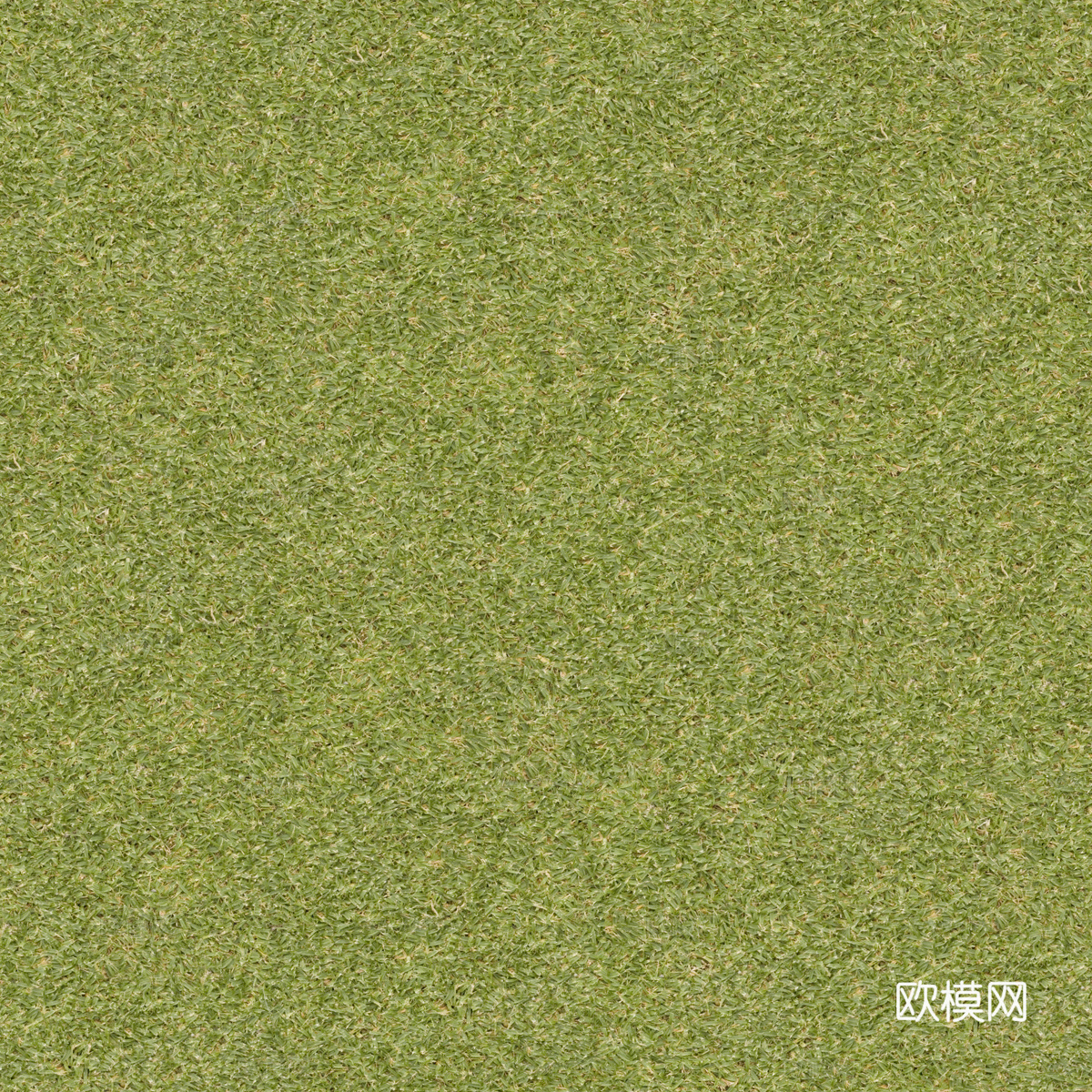 草地草皮草坡91