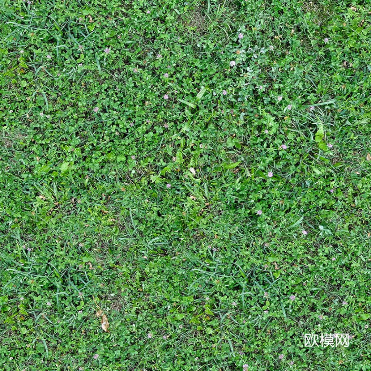 草地草皮草坡27