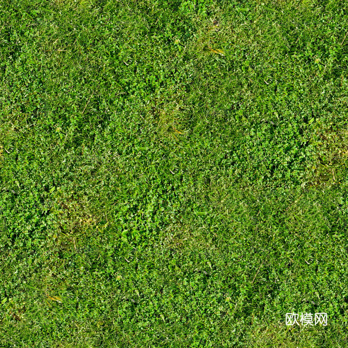 草地草皮草坡41