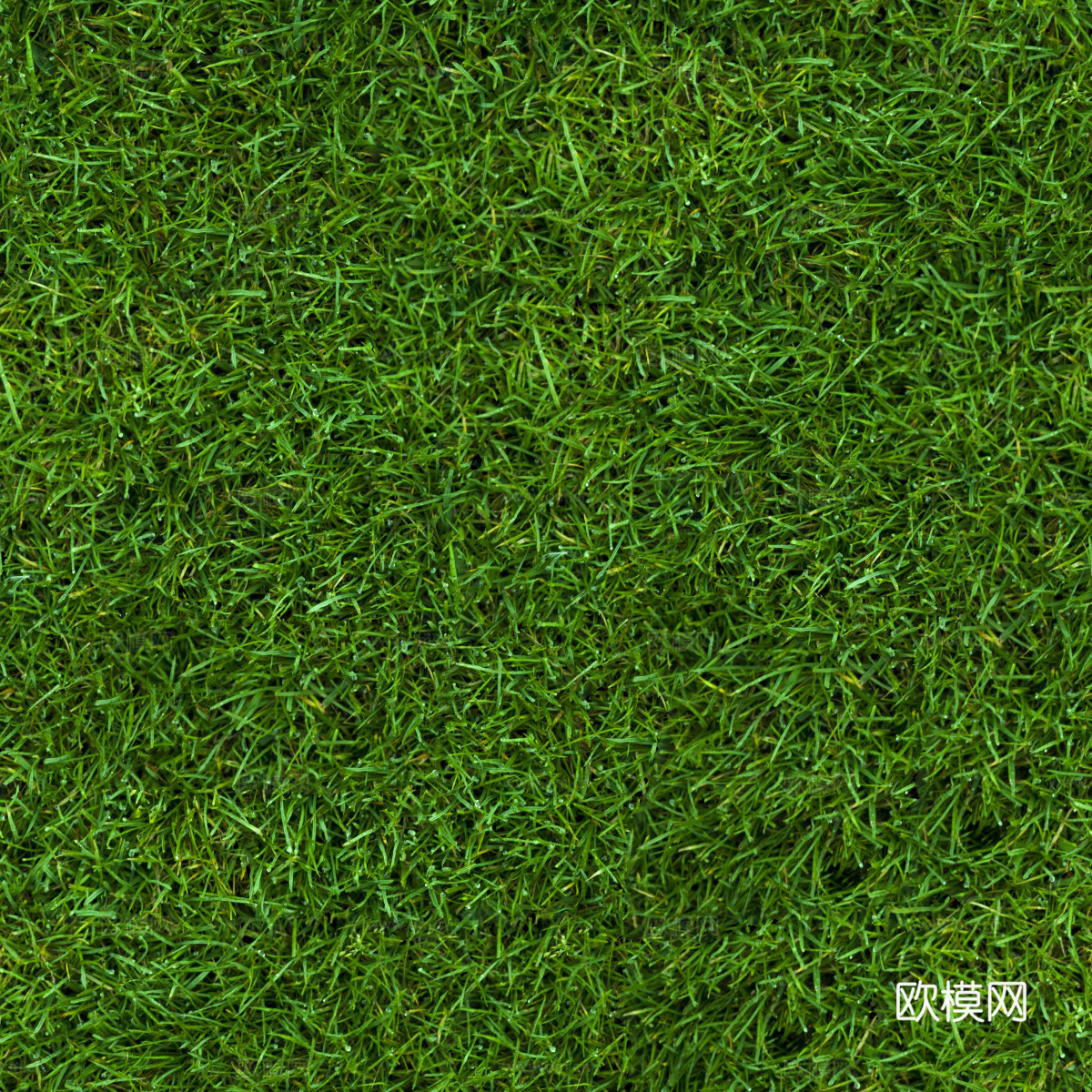 草地草皮草坡51