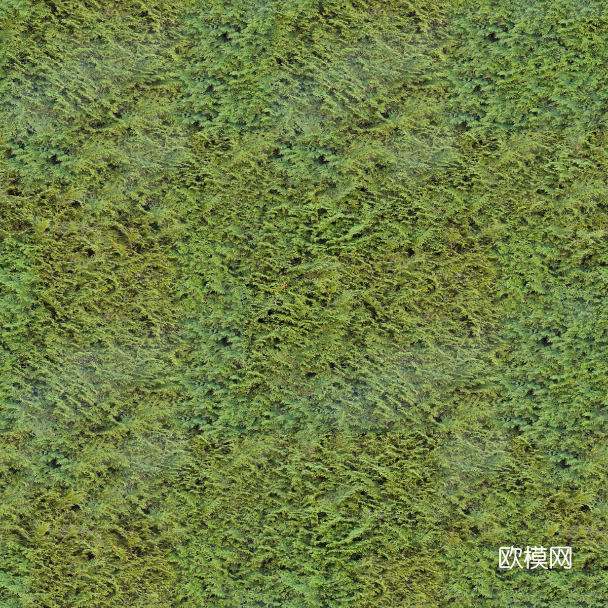 地衣地被苔藓植物23