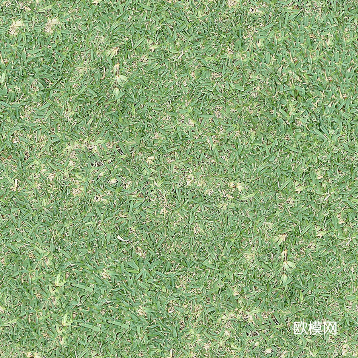 草地草皮草坡9下载