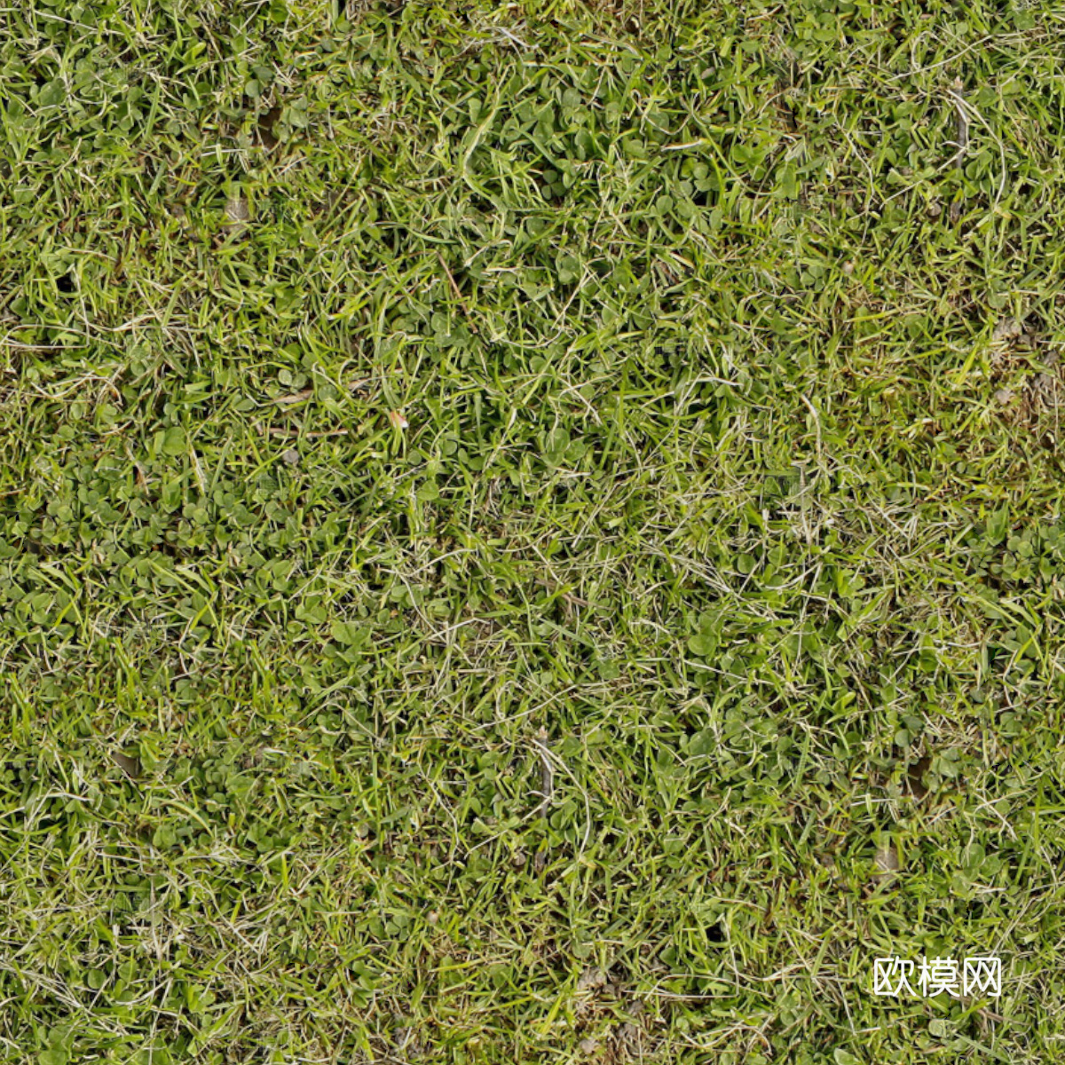 草地草皮草坡23下载