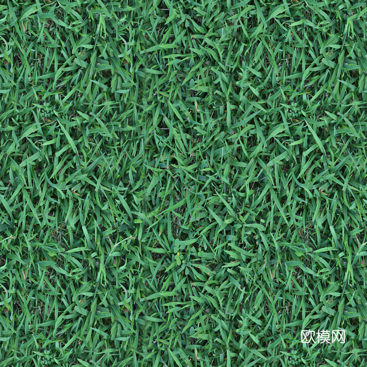 草地草皮草坡31