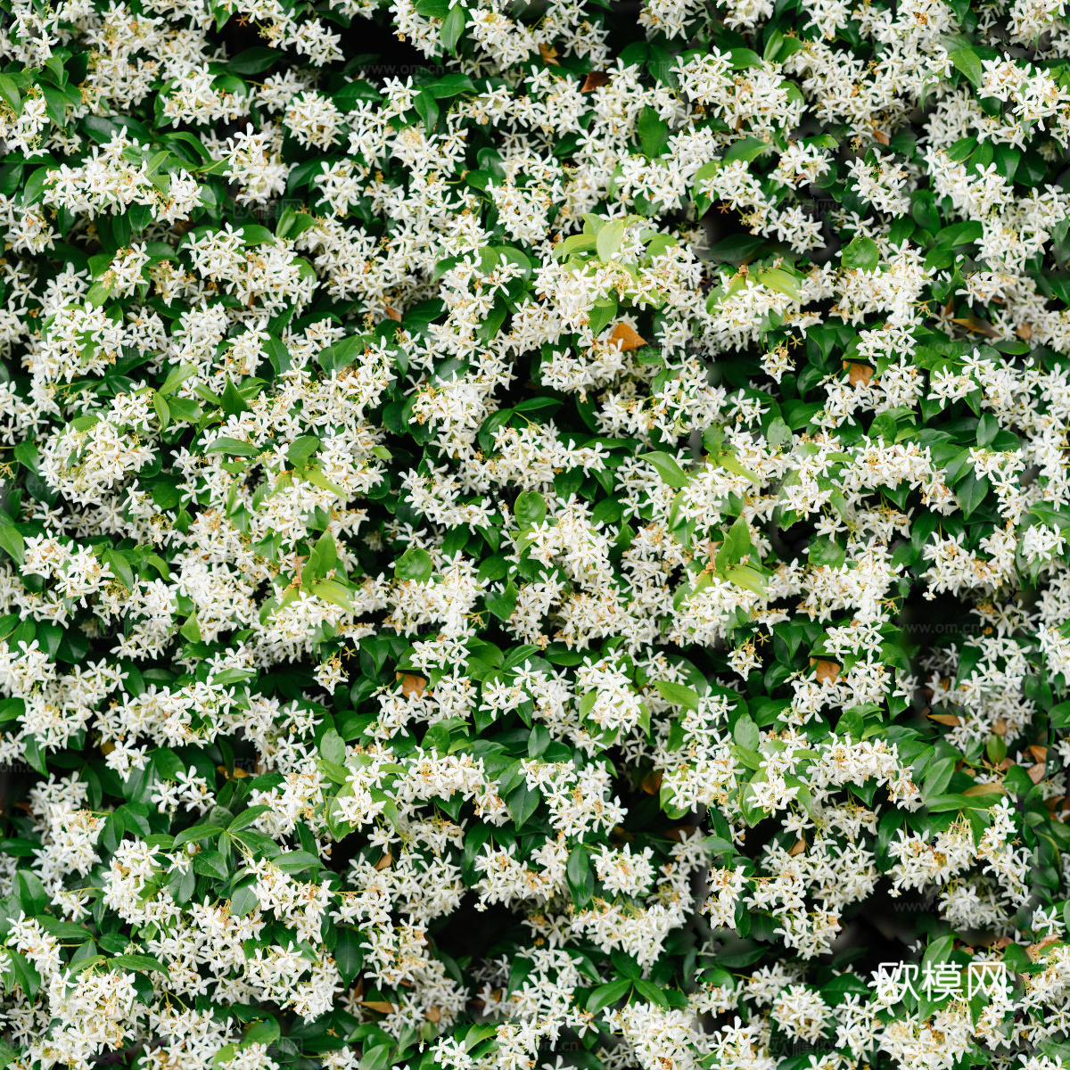 灌木花丛，灌木丛171下载