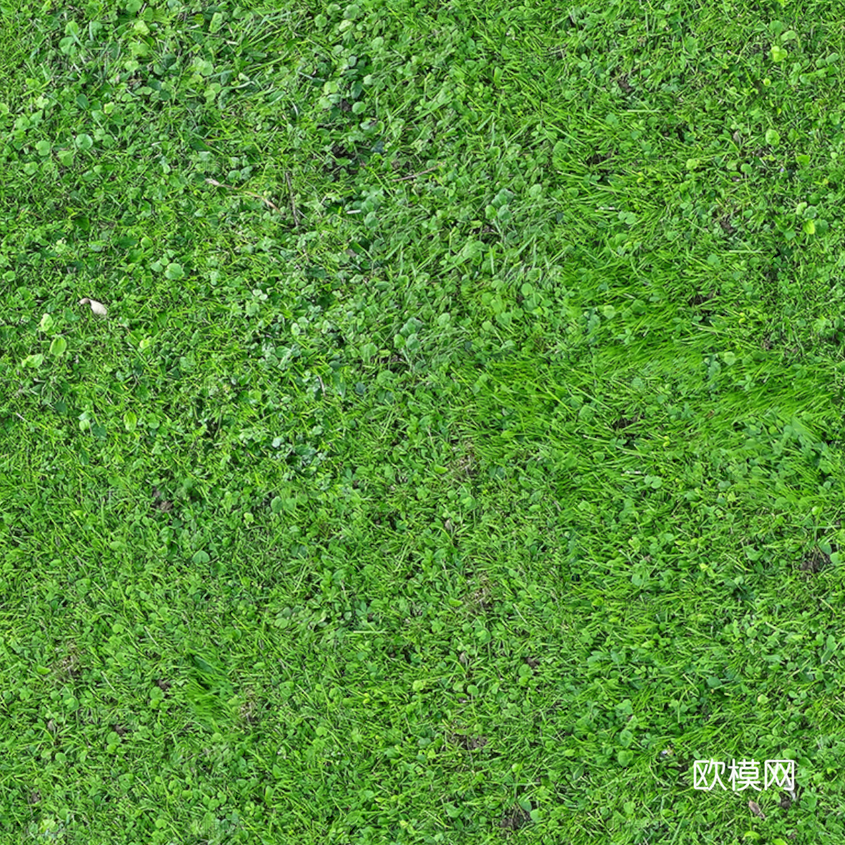 草地草皮草坡16