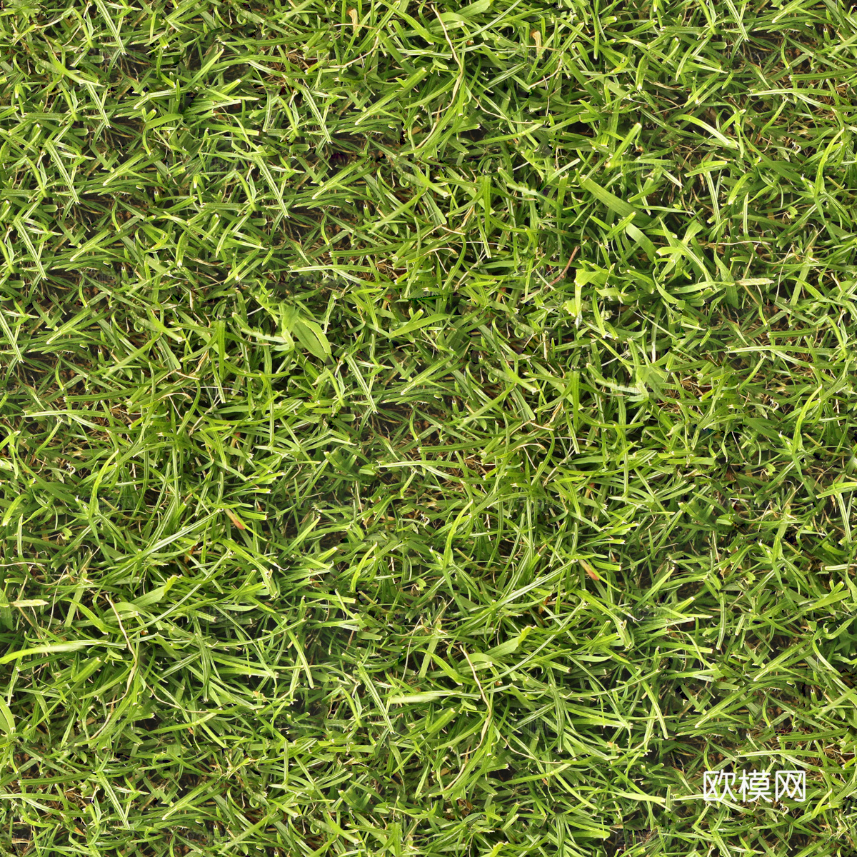 草地草皮草坡12下载