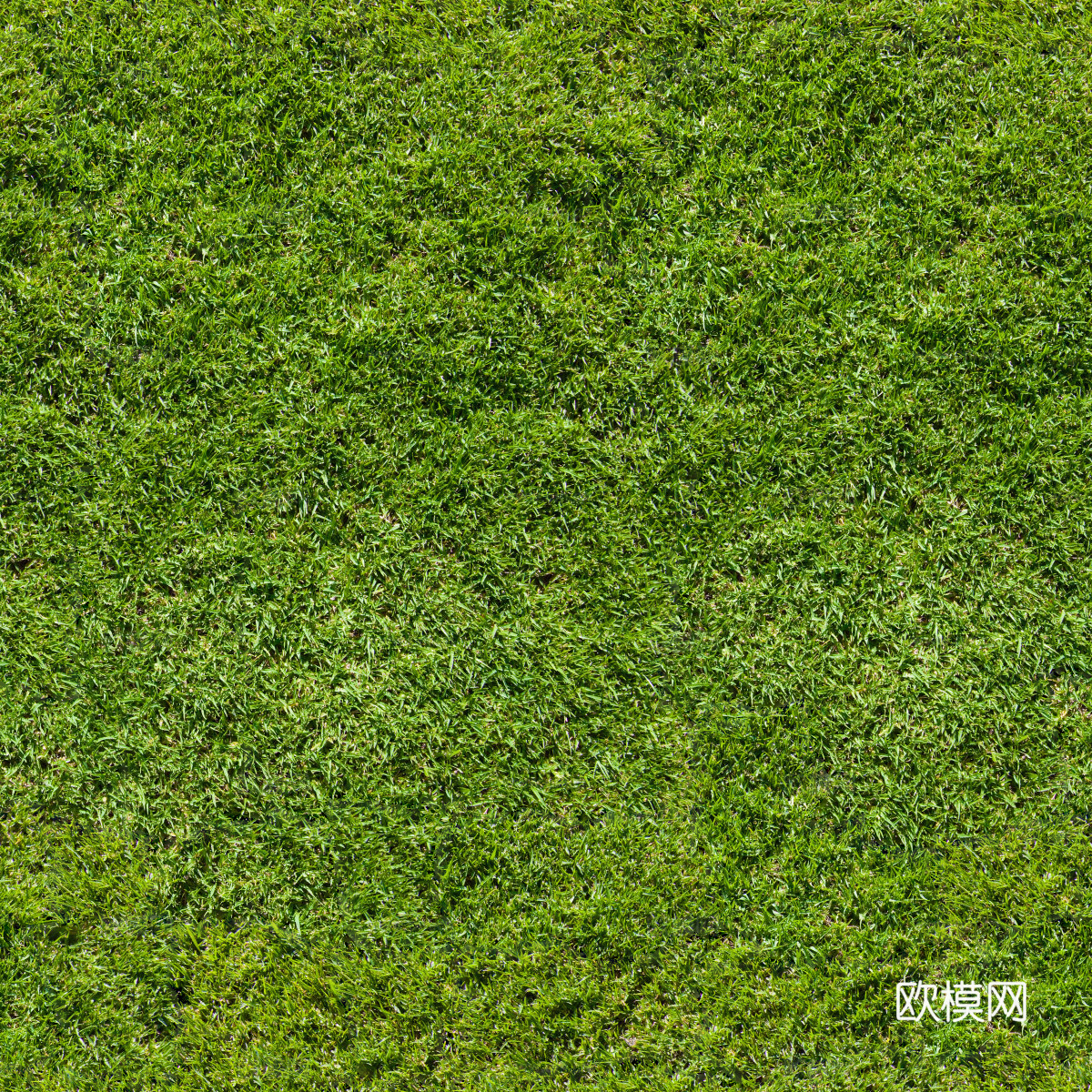 草地草皮草坡56