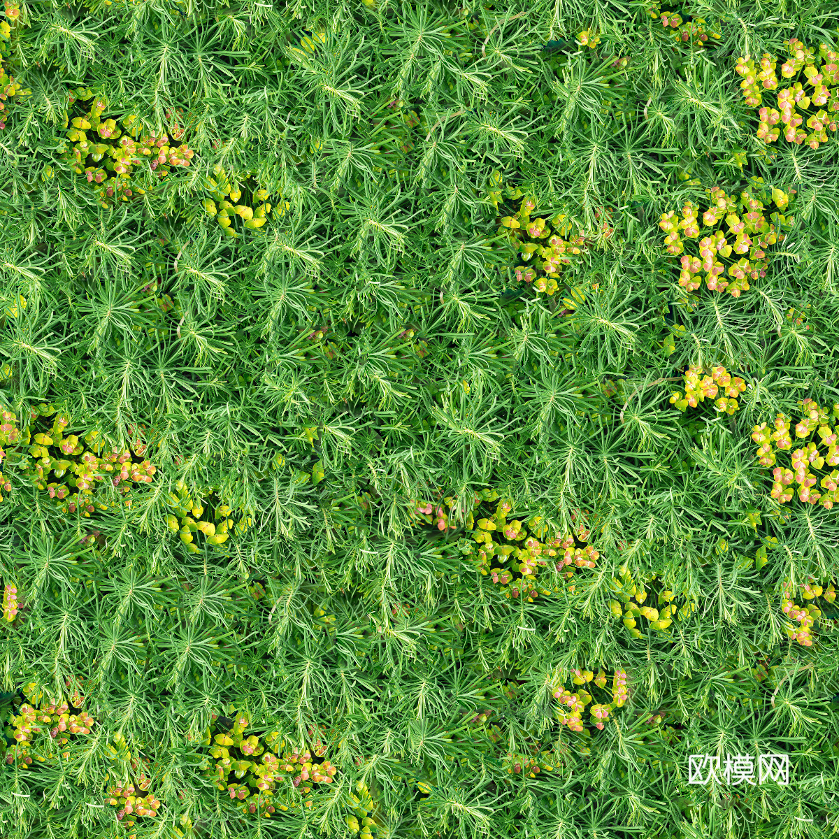 灌木花丛，灌木丛235下载