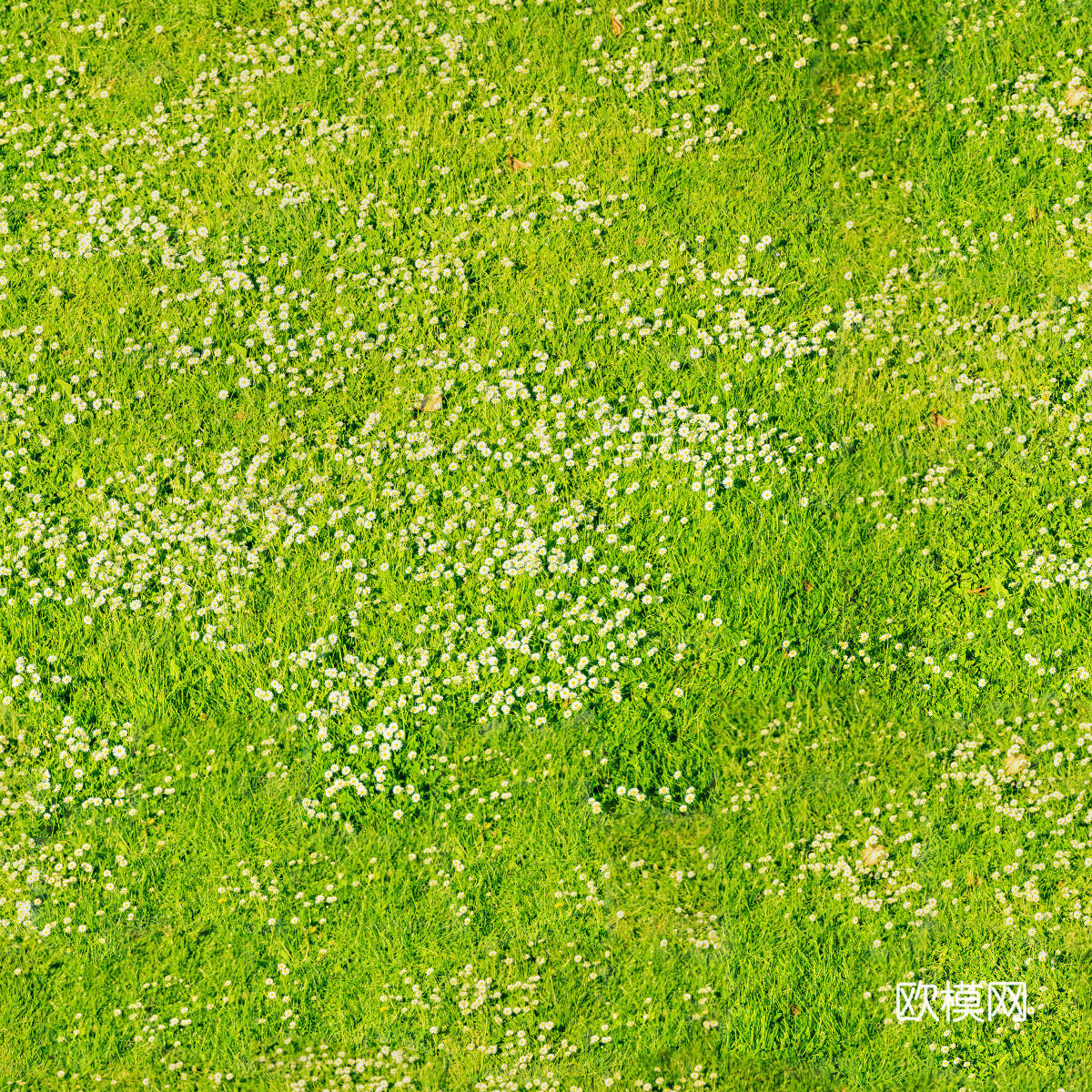 草地草皮草坡60