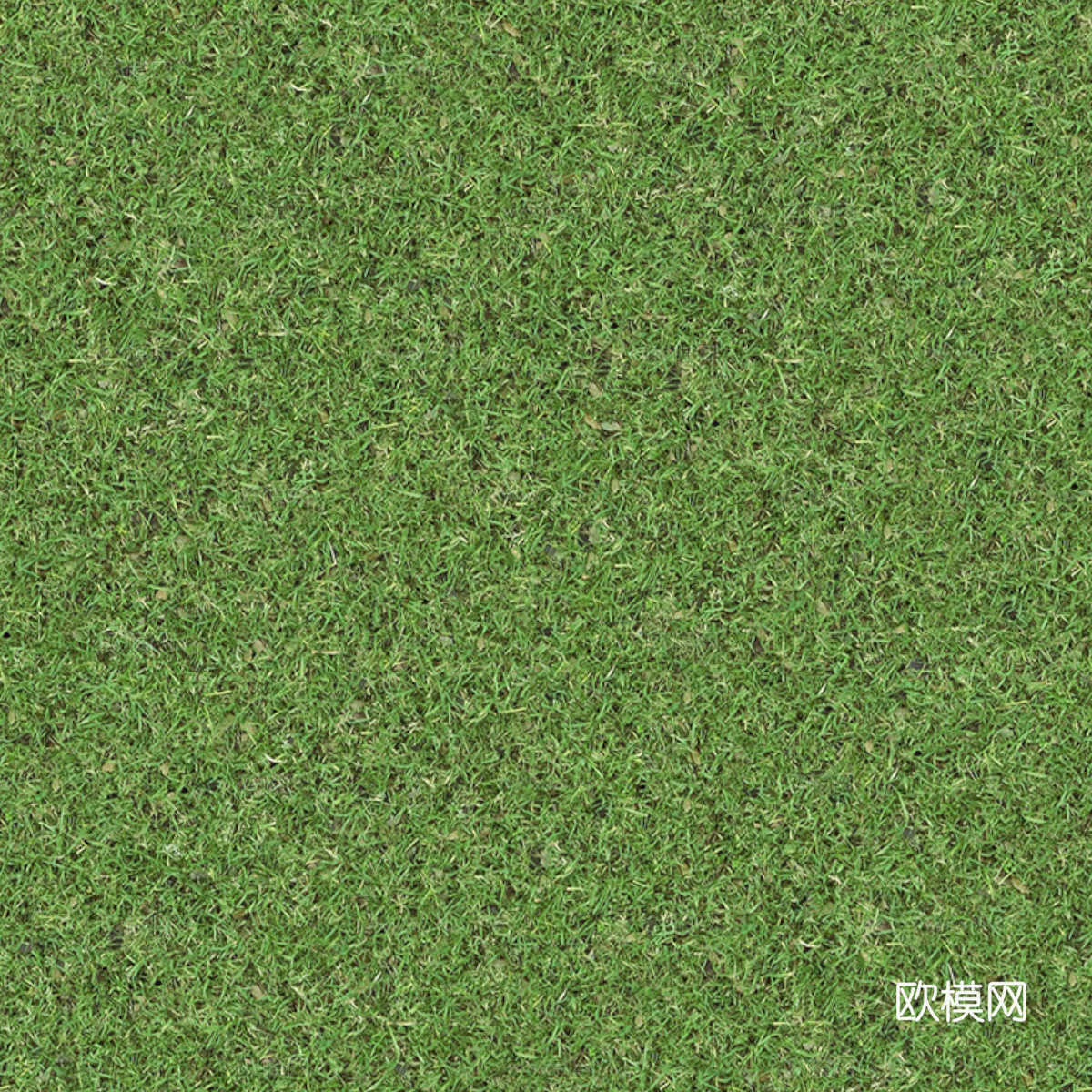 草地草皮草坡65