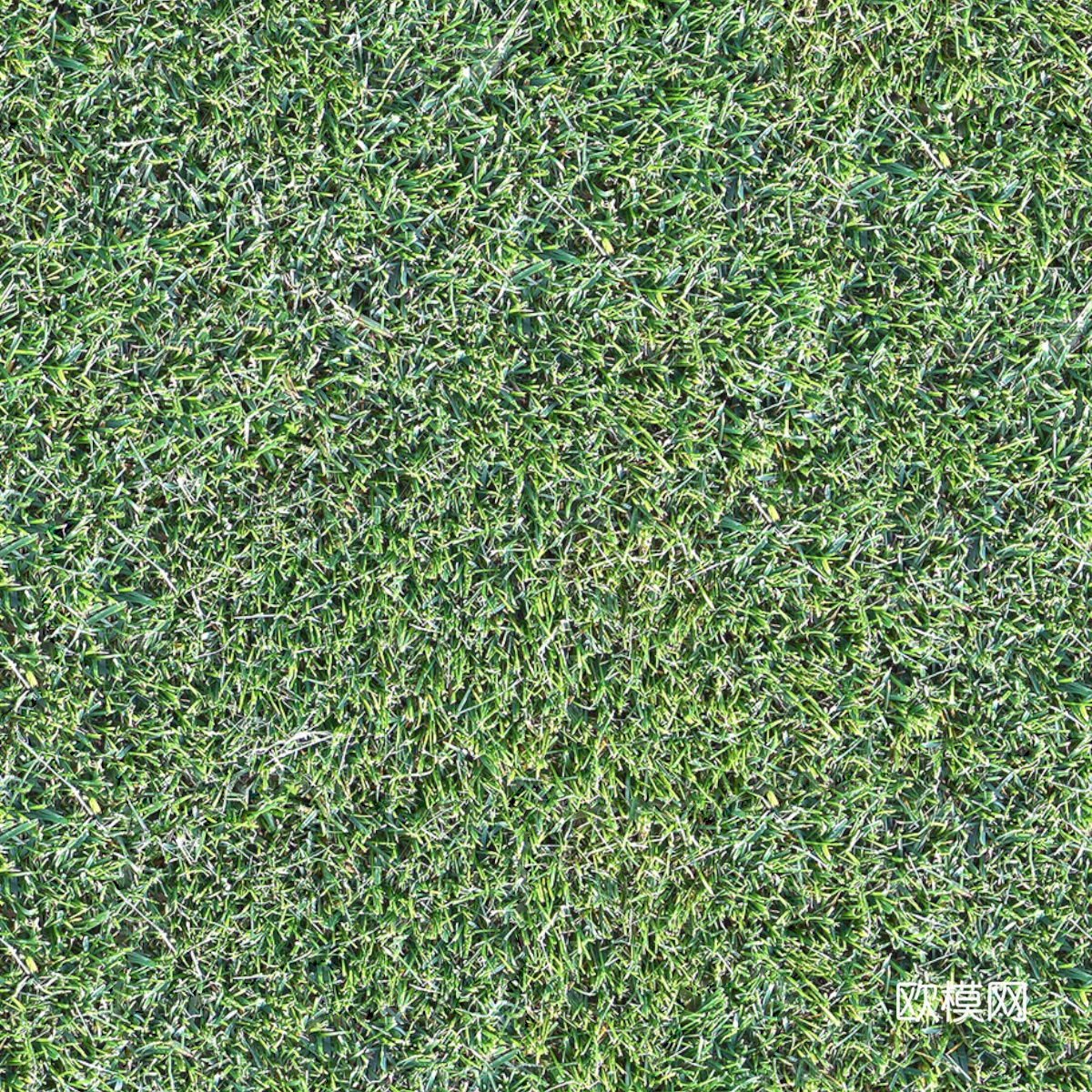 草地草皮草坡6