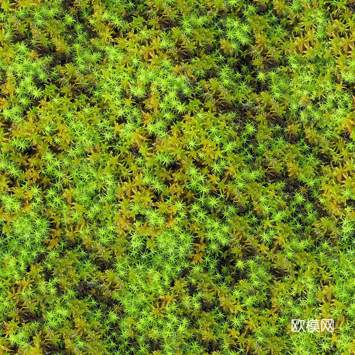 地衣地被苔藓植物11