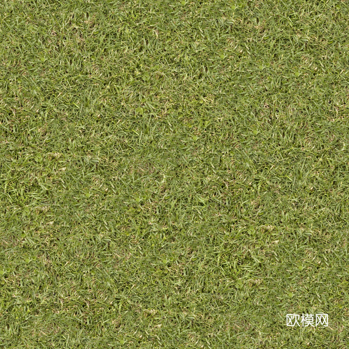 草地草皮草坡88