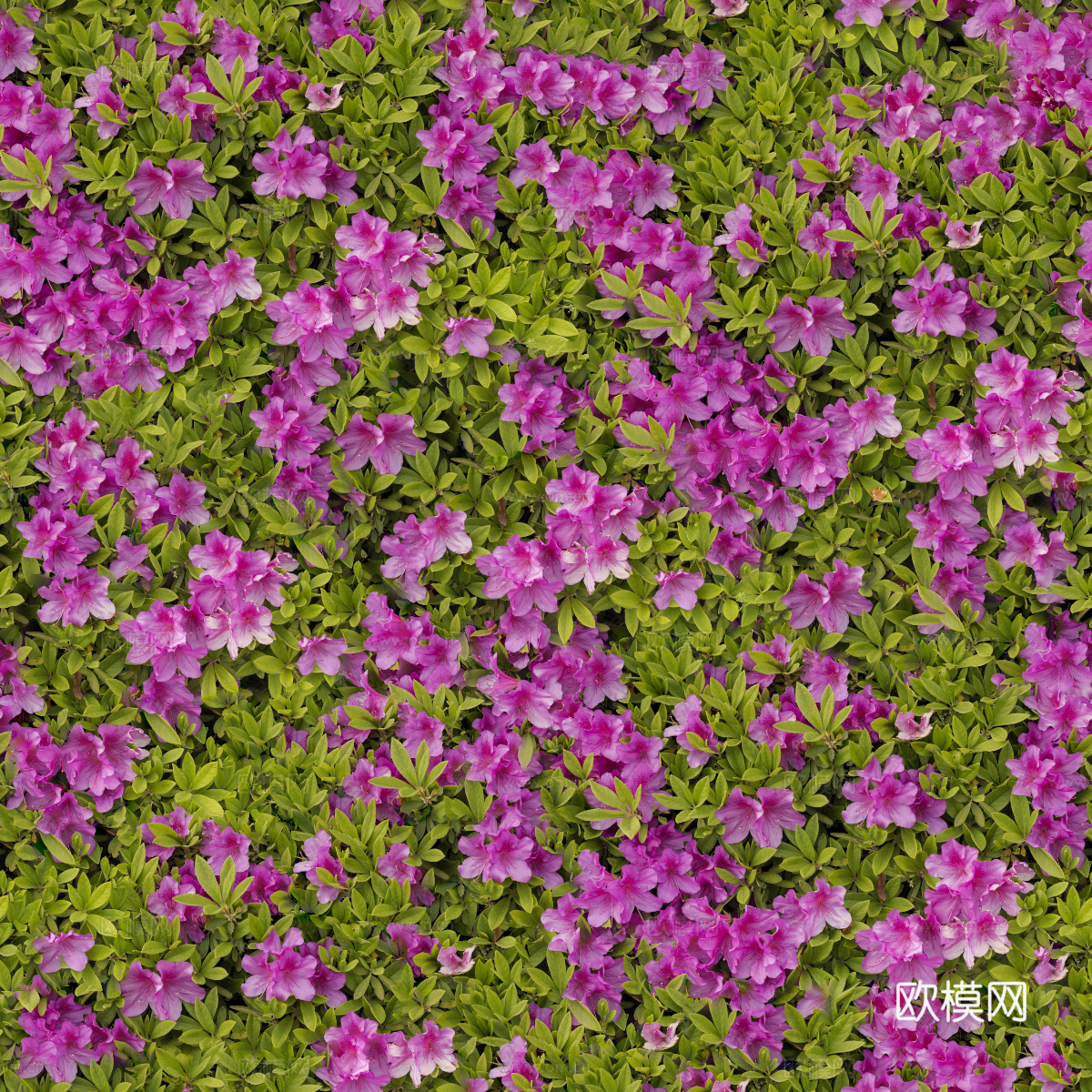 灌木花丛，灌木丛226下载