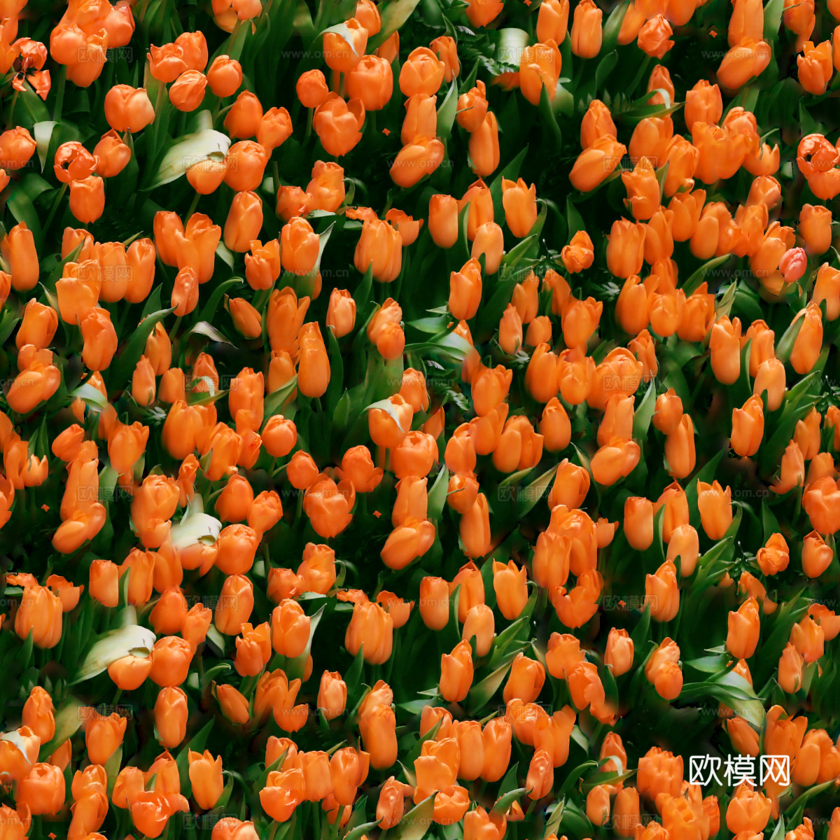 灌木花丛，灌木丛183下载