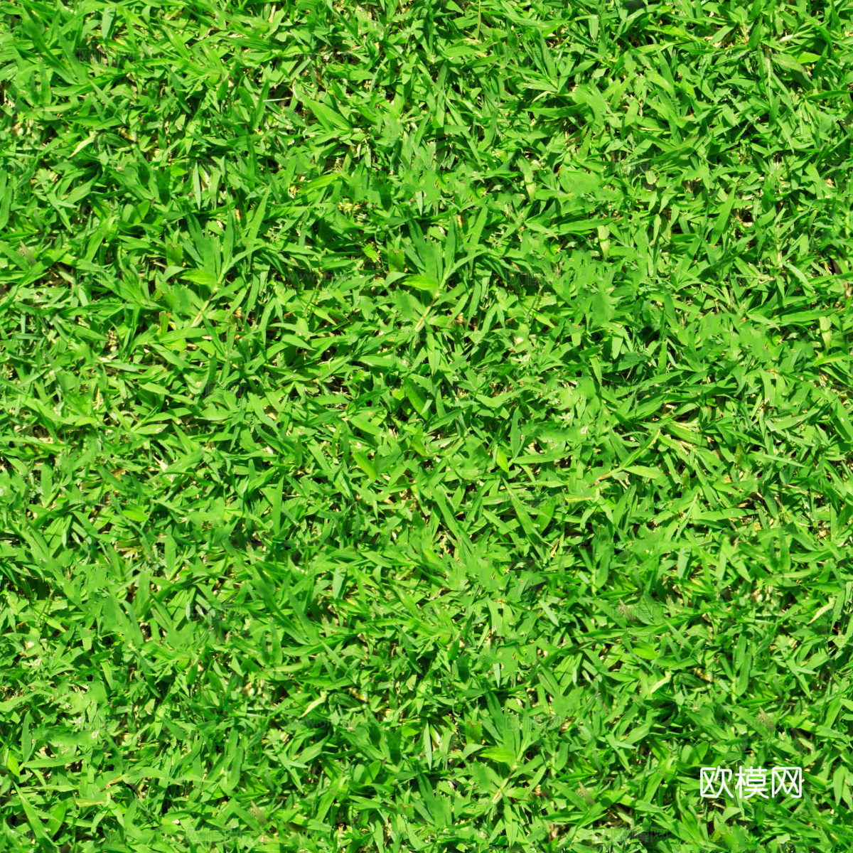 草地草皮草坡49下载