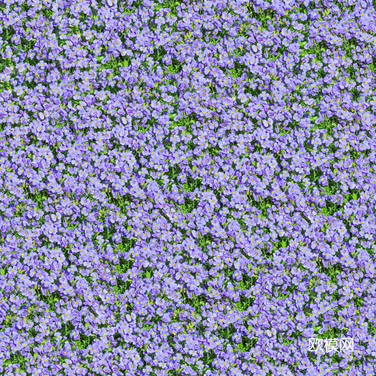 灌木花丛，灌木丛216下载