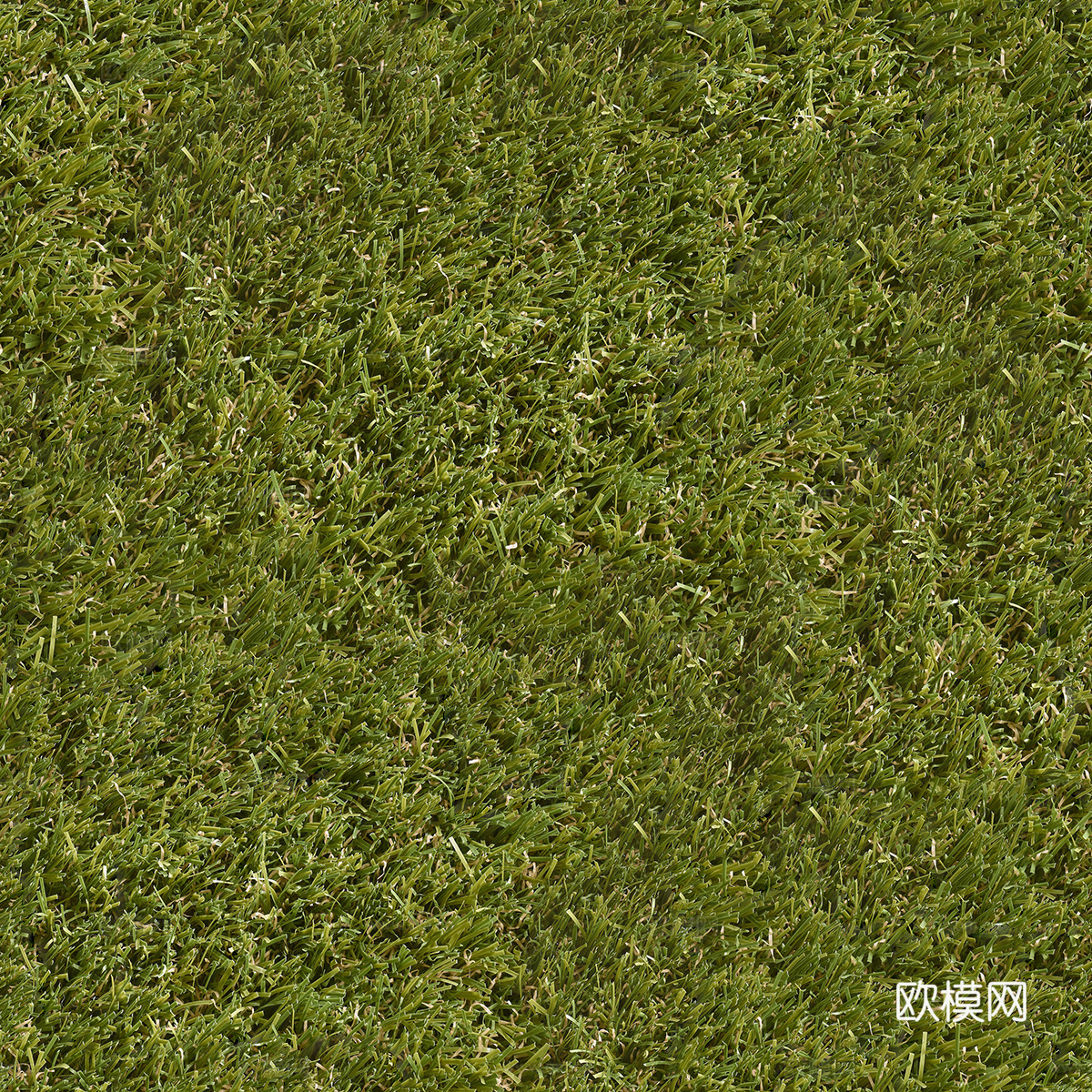 草地草皮草坡26