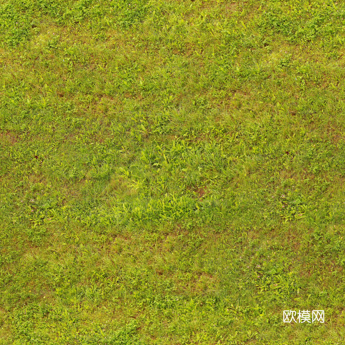 草地草皮草坡129