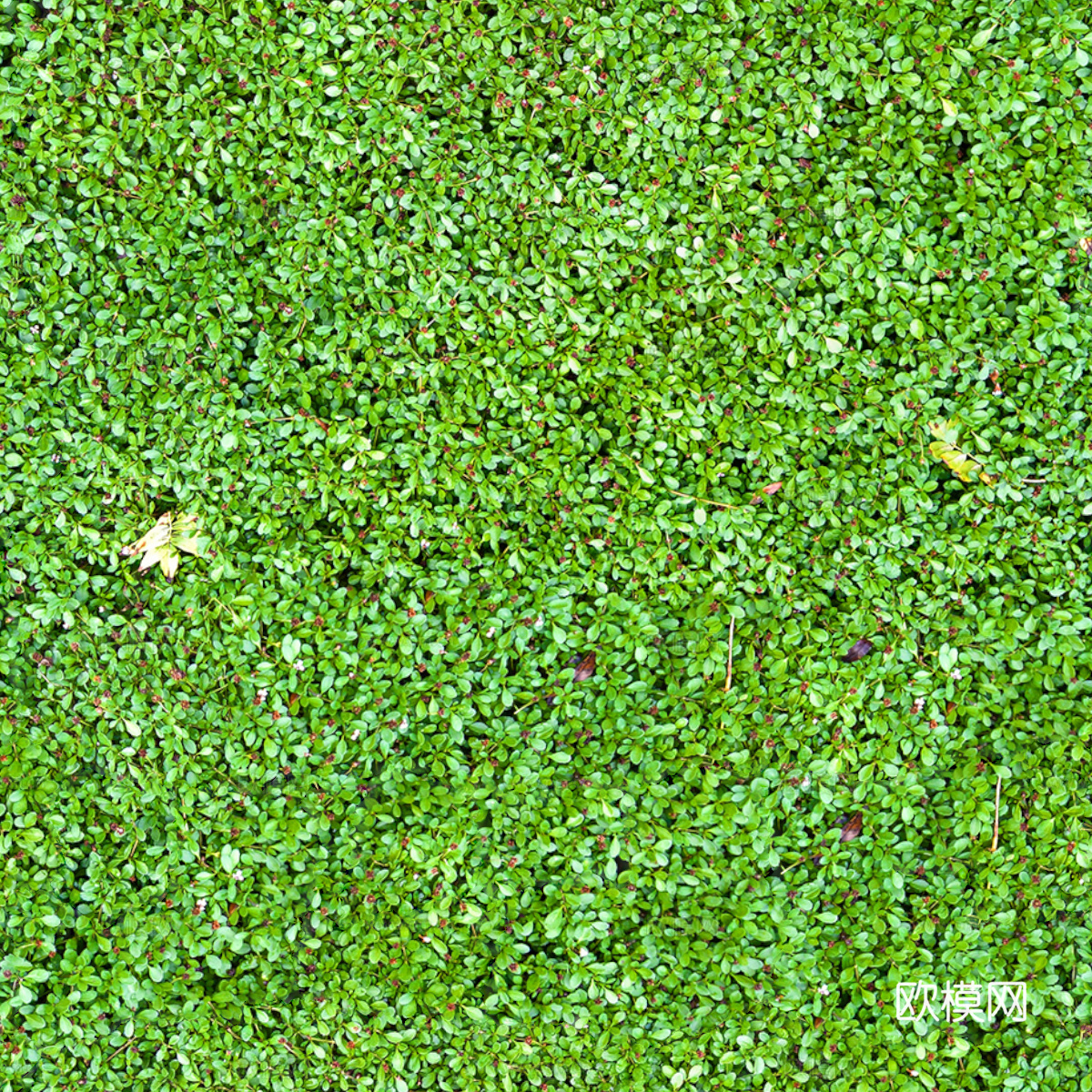 草地草皮草坡18