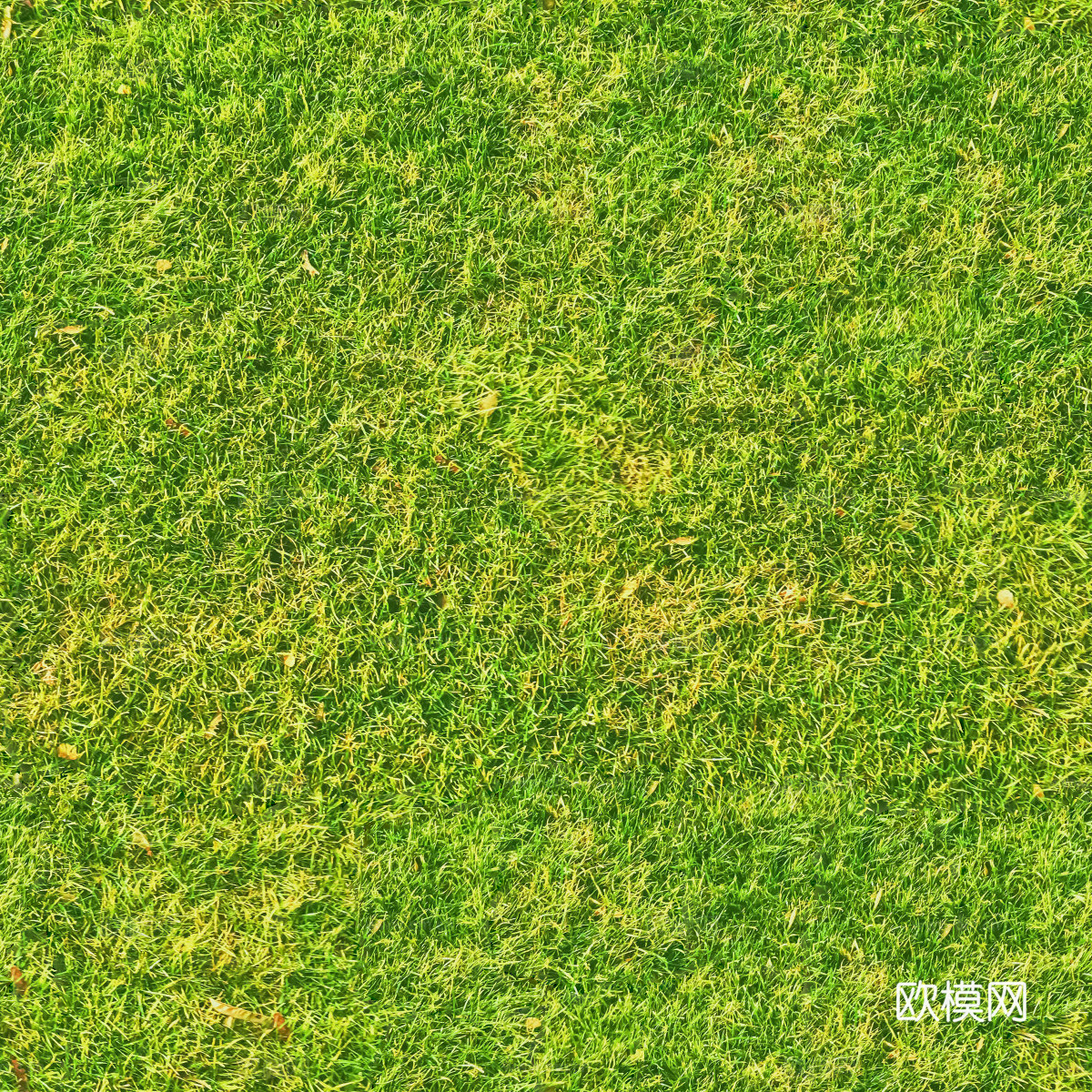 草地草皮草坡40