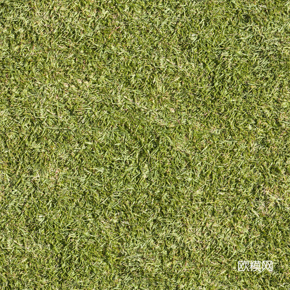草地草皮草坡53