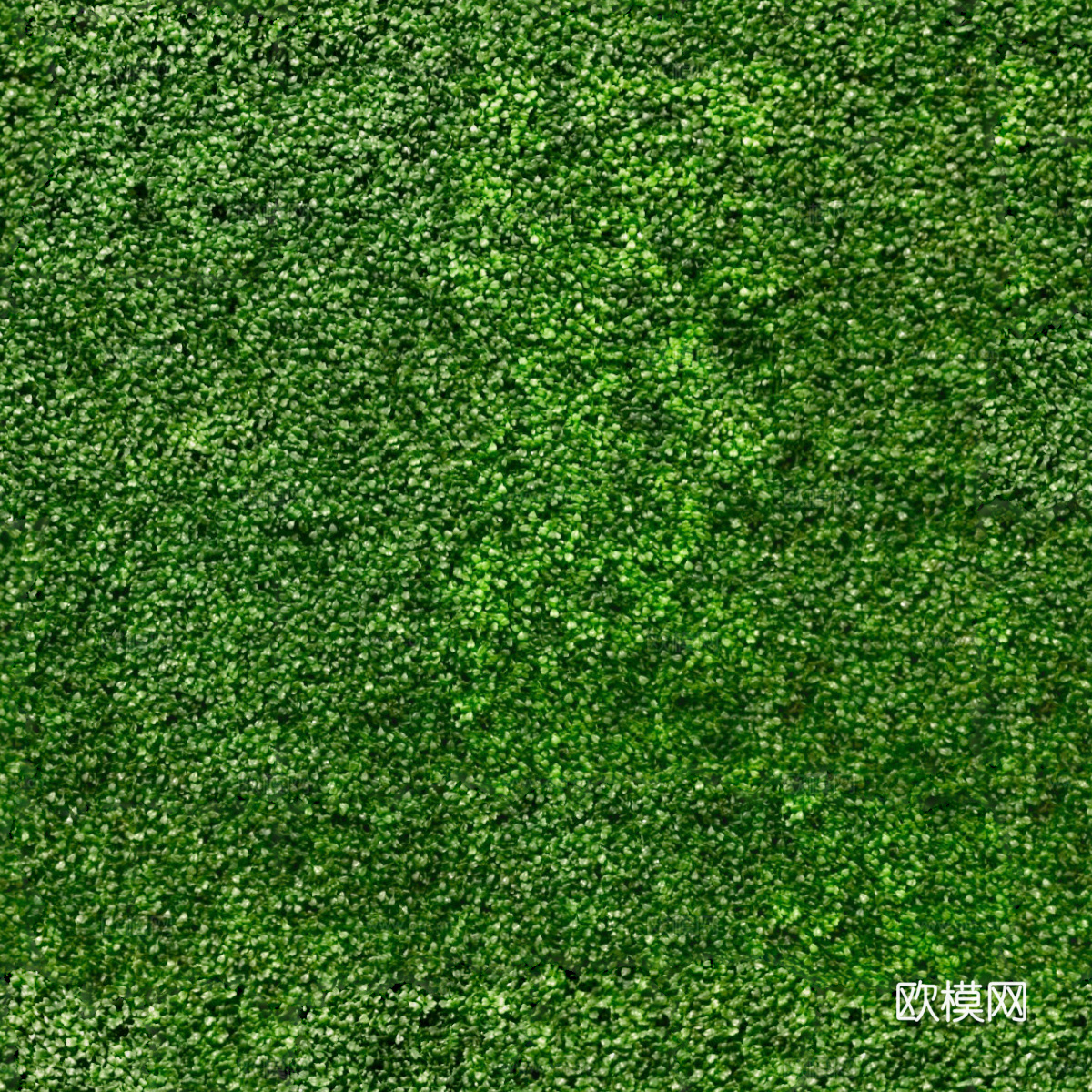 地衣地被苔藓植物12